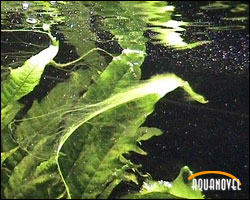 Las algas filamentosas son la carga filtrante novedosa en este tipo de filtros