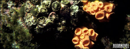 Algas filamentosas verdes acabando con un coral