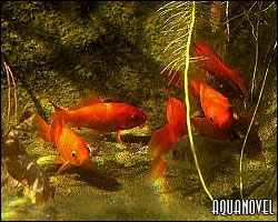 Acuario comunitario de Goldfish