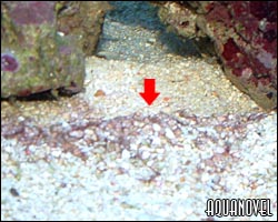 Alga roja filamentosa - normalmente presente por pocas horas de iluminación