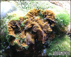 Algas pardas y verdes filamentosas en un acuario marino