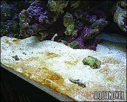 Invasión de restos de cascarones de silice del alga diatomea