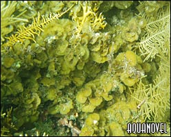 Lobophora variegata, una especie de alga parda muy común en los acuarios de arrecife