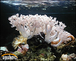un Ph es elevado en un acuario de arrecife cuando los niveles de dióxido de carbono son deficientes