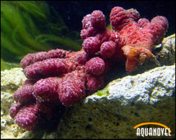 La química en el acuario de arrecife