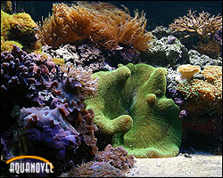 La química en el acuario de arrecife
