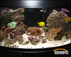 Acuario marino de arrecife