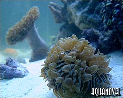 Sin embargo los denominados LPS o corales de pólipo largo como gonioporas, euphyllias, alveoporas, fungías y similares han de ser introducidos en el acuario sin que entren en contacto con el aire