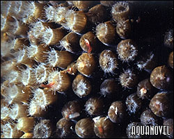 Pólipos de coral alimentándose de pequeñas presas presentes en la columna de agua