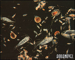 Zooplancton al microscopio