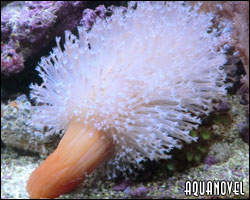 Cavernularia obesa, lápiz de mar
