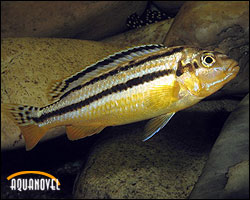 Melanochromis auratus hembra