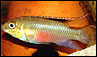 Pelvicachromis Pulcher 