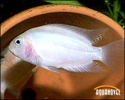 Archocentrus nigrofasciatus forma albina