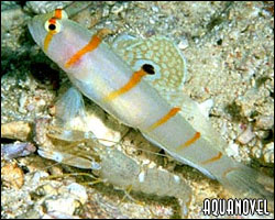 Amblyeleotris randalli con camarón Alpheus simbiontes