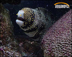 Echidna nebulosa o morena copo de nieve es una de las especies cuyo tamaño relativo la hacen apta para el acuario de arrecife.
