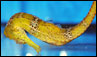 Hippocampus reidi, caballito de mar amarillo