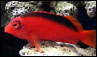Neocirrhites armatus, pez halcón rojo