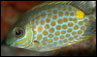 Siganus guttatus, pez conejo de mancha dorada
