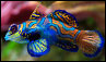Synchiropus splendidus, pez mandarín o pez dragón